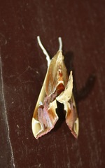 Agathodes ostentalis