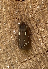 Arctia aulica