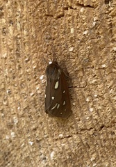 Arctia aulica