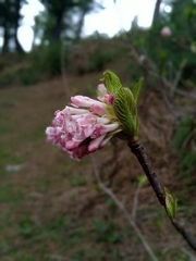 Viburnum grandiflorum