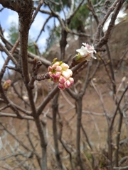 Viburnum grandiflorum