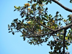 Ficus natalensis