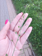 Capsella bursa-pastoris
