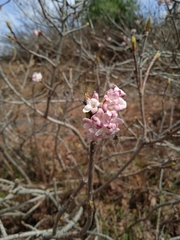 Viburnum grandiflorum
