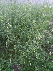 Capsella bursa-pastoris