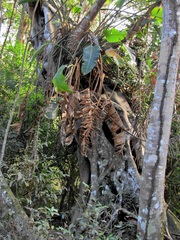 Ficus natalensis
