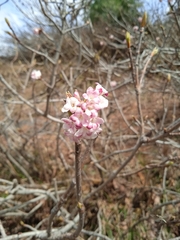 Viburnum grandiflorum