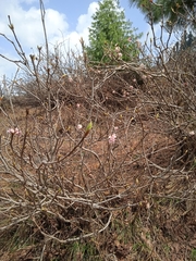 Viburnum grandiflorum