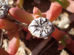 Malephora smithii