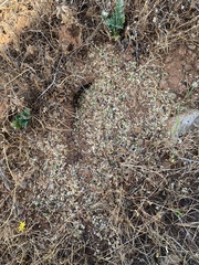 Veromessor chicoensis