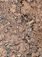 Veromessor chicoensis