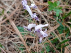 Corydalis diphylla