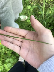 Juncus filiformis