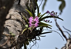 Aerides