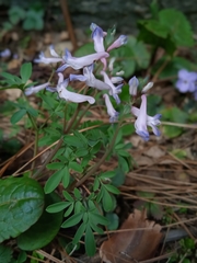 Corydalis diphylla