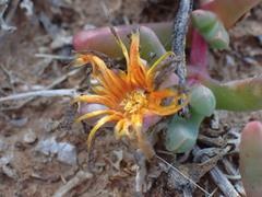 Malephora smithii