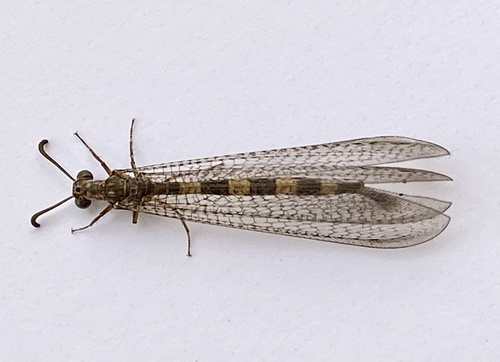 Myrmeleon alternans
