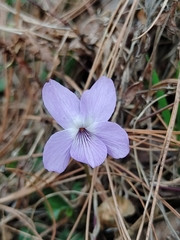 Viola canescens