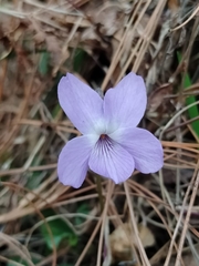 Viola canescens