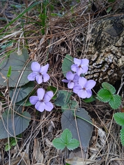 Viola canescens