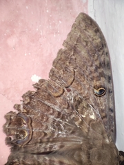 Ascalapha odorata