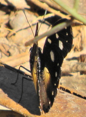Hypolimnas anthedon wahlbergi