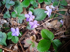 Viola canescens