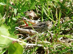 Arcyptera microptera