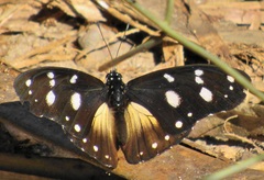 Hypolimnas anthedon wahlbergi