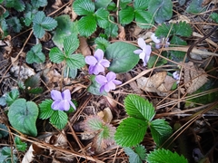 Viola canescens