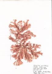 Ceramium rubrum