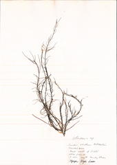 Chordaria flagelliformis