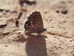 Brephidium metophis