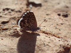 Brephidium metophis