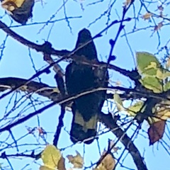 Zanda funerea funerea