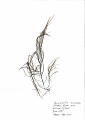 Desmarestia aculeata