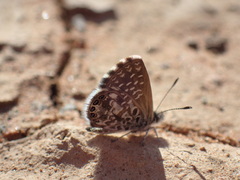 Brephidium metophis