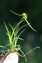 Carex flava