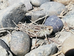 Arcyptera microptera