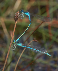 Coenagrion scitulum