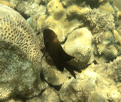 Plectroglyphidodon apicalis