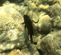 Plectroglyphidodon apicalis