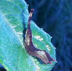 Cerura vinula