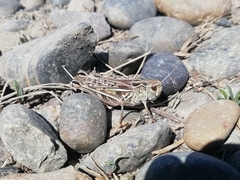 Arcyptera microptera