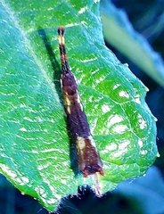 Cerura vinula