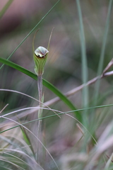 Pterostylis × toveyana