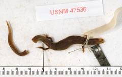 Northern Pigmy Skink photo 2