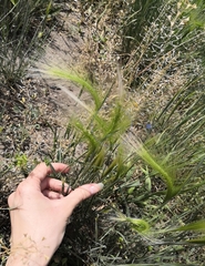 Hordeum jubatum
