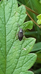 Capsus ater