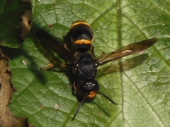 Orancistrocerus drewseni